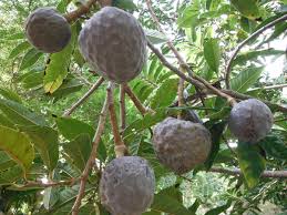 Image result for Annona reticulata