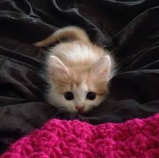 This is your one stop shop for everything cats. 24 Pictures Of The Cutest Kittens Ever Top13