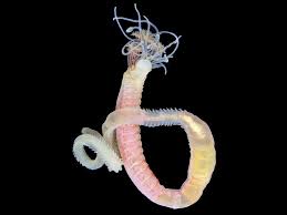 Image result for Polystachya polychaete