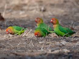 Lilian's Lovebird - eBird