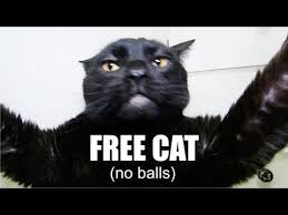 Talking Kitty 39 Fixing A Broken Cat Free Cats Funny Cat Fails Cat Talk