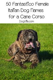 Top 100 Italian Dog Names For Cane Corso Puppies Dogvills In 2020 Dog Names Cane Corso Italian Dogs