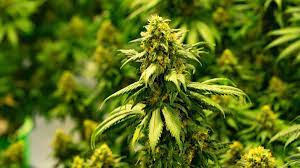 Es ist sehr wichtig zum richtigen zeitpunkt die marihuana pflanzen zu ernten. Der Richtige Erntezeitpunkt Fur Cannabis Hanf Cannabis Rausch