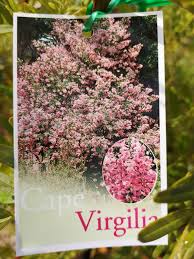 Image result for Virgilia