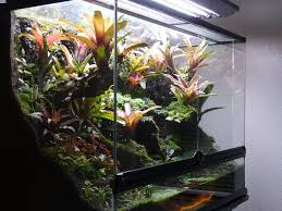 Revolutions 36x18x24 Exo Terra Update Dendroboard Frog Terrarium Terrarium Tropical Terrariums
