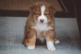 Check spelling or type a new query. Get To Know The Unique Red Merle Australian Shepherd K9 Web