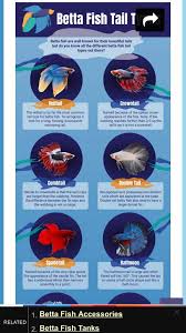Unless you see your betta tail biting you shouldn't diagnose it as such straight away. Tail Types Betta Keepers Amino