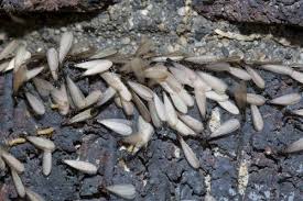 I have been a customer for years. Termites Info Termite Pensacola