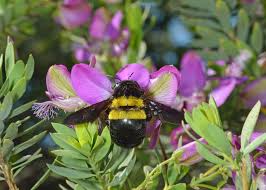 Image result for Adenolobus pechuelii