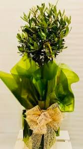 We did not find results for: Outdoor Plants Olive Tree Flowers Buy Delivery