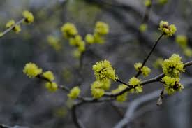 Image result for Buchnera libenii