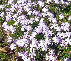 Moss Phlox Phlox Wildflowers Of Western Pennsylvania Facebook