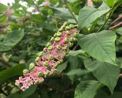 Image result for Phytolacca