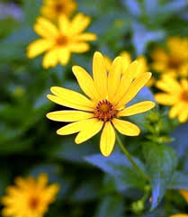 Namun bunga ini punya wangi yang khas dan kuat. Heliopsis Trimming Apakah Anda Memotong Kembali Bunga Matahari Palsu Id Haenselblatt Com