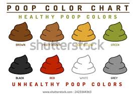 Image result for blood in stool human poop