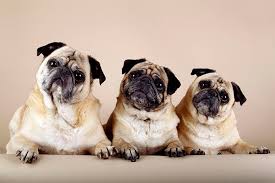 Choose from a wide range of similar scenes. Pug Dog Breed Information Pictures Characteristics Facts Dogtime