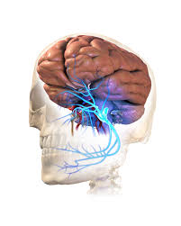 It is one of those organs of the body that has greater width than length besides prostate. Trigeminal Neuralgia Causes Symptoms And Treatments