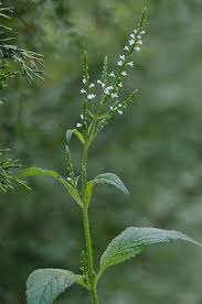 Image result for Verbenaceae