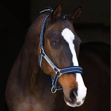 Rambo Padded Halter Horses Pretty Horses Equestrian