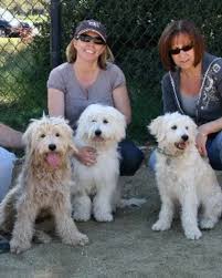 Now, you've probably heard that it's pretty much impossible to predict exactly how each individual goldendoodle puppy will grow. Copy Of Doodle Album Almond Blossom Doodles