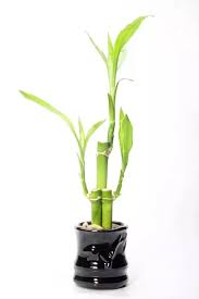 Maybe you would like to learn more about one of these? How To Save A Dying Indoor Bamboo Plant Quora