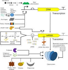 Either a, t, c, or g. Scaling Up Genetic Circuit Design For Cellular Computing Advances And Prospects Springerlink