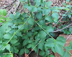 Image result for Psydrax livida