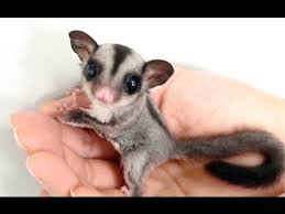 Sugar Glider A Funny And Cute Sugar Glider Videos Compilation New Hd Cute Animal Videos Super Cute Animals Animals Beautiful