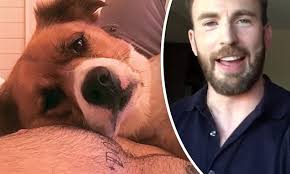 The actor, 39, recently shocked and delighted fans with a shirtless instagram video that showed off his chest full of ink — including. Chris Evans Sends Fans Into A Frenzy After Sharing Photo Of His Dog Lying On His Shirtless Chest Daily Mail Online