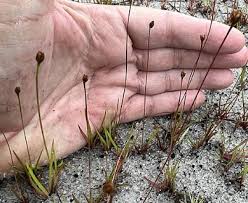 Image result for Xyris congensis