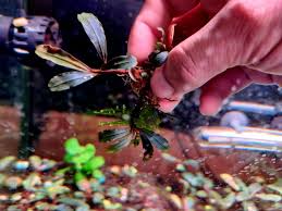 Image result for Eriocaulon buchananii