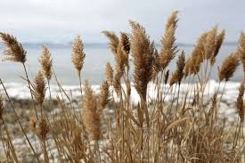 Image result for Phragmites