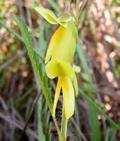 Image result for Aeschynomene nyassana