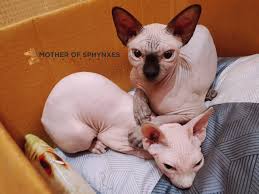 Email the hairless sphynx house at oursphynxhairlesskids@gmail.com confirm that your completed kitten deposit form has been received and that your kitten has been reserved. Sphynx Kittens For Sale Sphynx Cat Thailand Worldwide