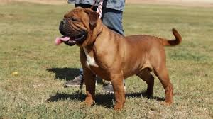 Find english bulldogs puppies & dogs for sale uk at the uk's largest independent free classifieds site. Leavitt Bulldogs The Best Recreation Of The Original English Bulldog Youtube