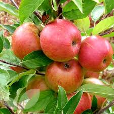 For best productivity and easier maintenance, they are usually planted at an oblique angle. Dessert Apple Cordons Fruit Trees For Sale