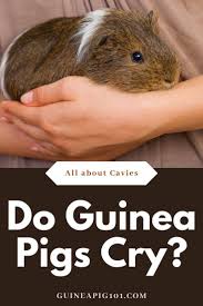 Pin On Guinea Pigs