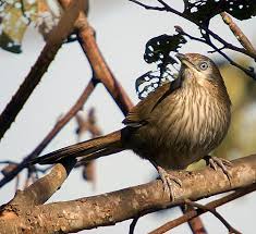 Image result for picture of spinny babler