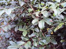 Image result for Hippocratea africana