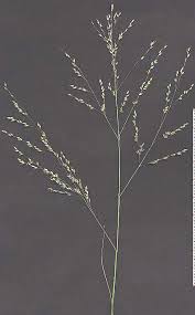 Image result for Panicum coloratum