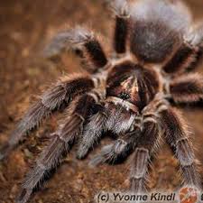 Image result for Burttia prunoides