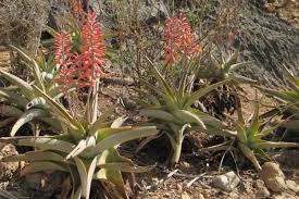 More than aloe vera, learn about 23 types of aloe varieties to grow in containers that are low maintenance, drought tolerant, and beautiful! 30 Different Types Of Aloe Plants With Pictures