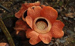 Selain rafflesia, bunga ini juga dikenali dengan nama bunga pakma. Blooming Rafflesia Biggest Flower In The World Mysabah Com