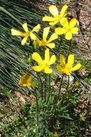 Image result for Pachycarpus