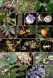 Image result for Warneckea sansibarica