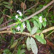Image result for Tabernaemontana brachyantha