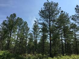 Pine trees (pinus species) are important to south carolina not only for their ornamental value but also for lumber, watershed management, wildlife habitat, and christmas trees. 9 Different Types Of Pine Trees In Virginia Progardentips