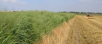 Crowds out weeds & resists bugs. Switchgrass