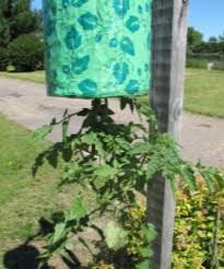 Cut the bottle into two sections, make a hole in the cap and run the string through, put a few stones and soil into the top section, add the plant and then place. Growing Heirloom Tomatoes Upside Down In The Topsy Turvy Planters