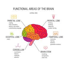 Image result for Parietal Lobe